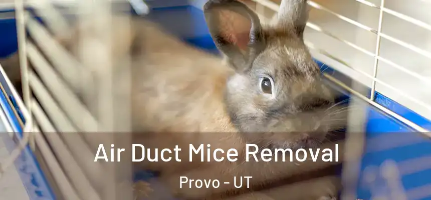 Air Duct Mice Removal Provo - UT